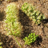 Combretum latifolium Blume